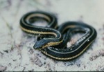Thamnophis butleri by Roger W. Barbour
