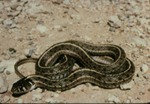 Thamnophis maracianus by Roger W. Barbour