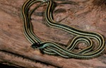 Thamnophis proximus by Roger W. Barbour