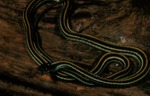 Thamnophis p. proximus by Roger W. Barbour