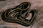 Thamnophis radix by Roger W. Barbour
