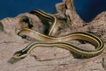 Thamnophis sauritus by Roger W. Barbour