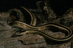Thamnophis sauritus by Roger W. Barbour