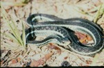 Thamnophis sirtalis by Roger W. Barbour