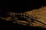 Sceloporus undulatus by Roger W. Barbour