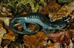 Ambystoma jeffersonianum by Roger W. Barbour