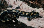 Ambystoma maculatum by Roger W. Barbour
