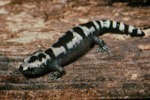 Ambystoma opacum by Roger W. Barbour