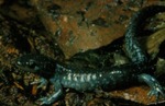 Ambystoma platineum by Roger W. Barbour