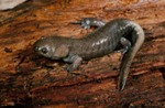 Ambystoma talpoideum by Roger W. Barbour