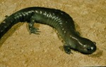 Ambystoma texanum by Roger W. Barbour