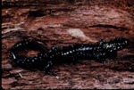 Plethodon glutinosus by Roger W. Barbour