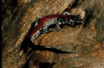 Plethodon yonahlossee by Roger W. Barbour