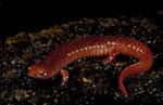 Pseudotriton r. ruber by Roger W. Barbour