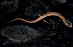 Salamander Olympic National Park by Roger W. Barbour