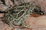 Bufo cognatus by Roger W. Barbour