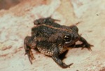 Bufo quercicus by Roger W. Barbour