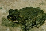 Bufo speciosus by Roger W. Barbour