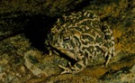 Bufo speciosus by Roger W. Barbour