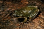 Hyla squirella by Roger W. Barbour