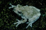Hyla versicolor by Roger W. Barbour