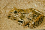 Rana pipiens by Roger W. Barbour
