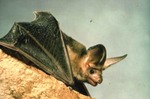 Antrozous pallidus - Pallid Bat
