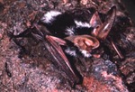 Euderma maculatum - Spotted Bat by Roger W. Barbour