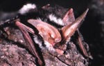 Euderma maculatum - Spotted Bat by Roger W. Barbour