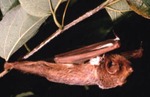 Lasiurus borealis - Red Bat