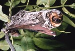 Lasiurus cinereus - Hoary Bat