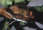 Lasiurus intermedius - Northern Yellow Bat