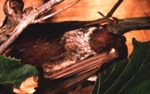 Lasiurus seminolus - Seminole Bat