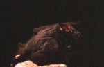 Leptonycteris nivalis - Big Long-nosed Bat by Roger W. Barbour