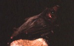 Leptonycteris nivalis - Big Long-nosed Bat by Roger W. Barbour