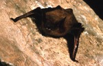 Myotis fortidens by Roger W. Barbour