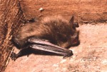 Myotis lucifugus by Roger W. Barbour