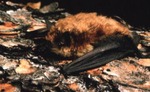 Myotis occultus by Roger W. Barbour