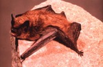 Myotis volans by Roger W. Barbour