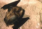 Myotis yumanensis by Roger W. Barbour