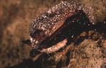 Pipistrellus subflavus by Roger W. Barbour