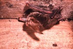 Plecotus rafinesquii