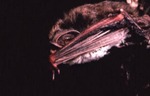 Plecotus rafinesquii