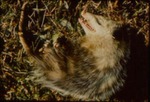 Didelphis virginiana - Virginia oppossum