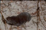 Blarina carolinensis - Southern short-tailed shrew by Roger W. Barbour