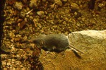 Notiosorex crawfordi - Desert shrew or gray shrew