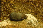 Notiosorex crawfordi - Desert shrew or gray shrew by Roger W. Barbour