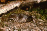 Sorex cinereus - Masked or cinereus shrew