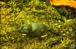 Sorex dispar - Long-tailed or rock shrew