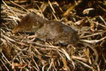 Sorex longirostris - Southeastern shrew by Roger W. Barbour